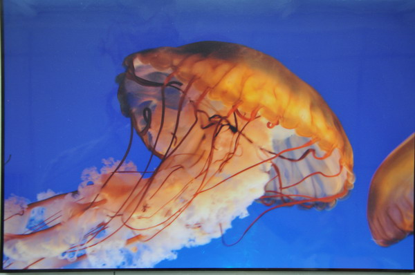 ���λᡤ(j9)�ٷ���վ-������Ϸ��һƷ��